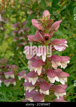 Rosa Bärenhose Blume`s einem grünen Bokeh Hintergrund im Garten - - Acanthus mollis. Stockfoto